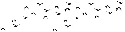 Birds of a feather_Blog.jpg